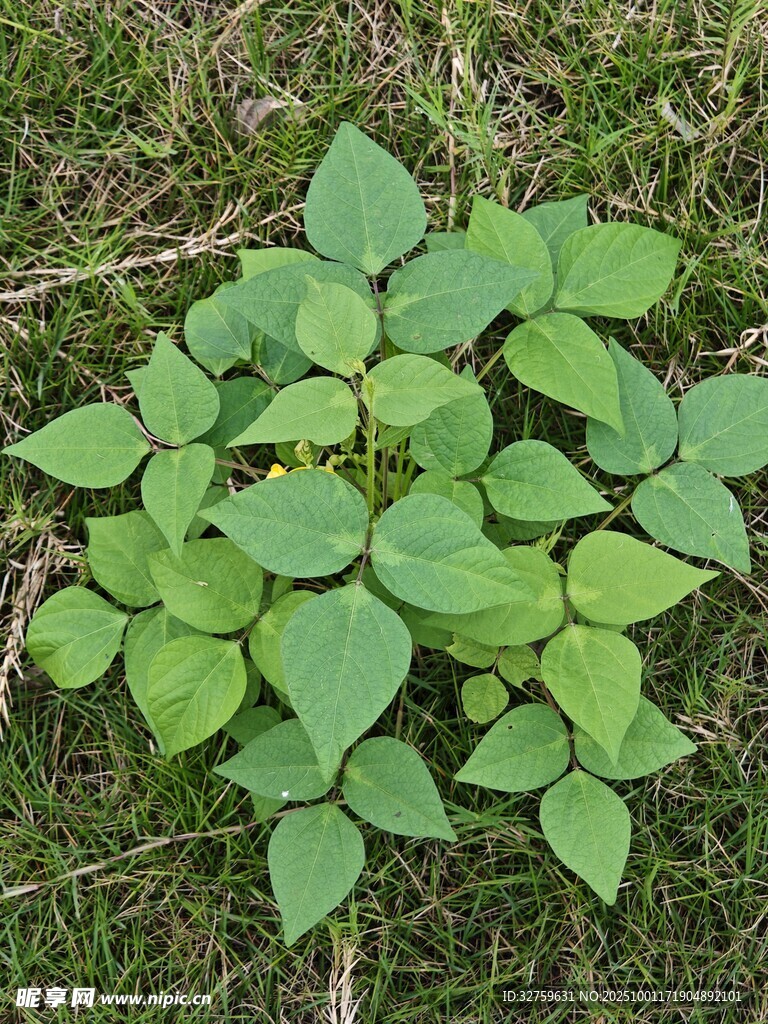 地面生长的嫩绿植物