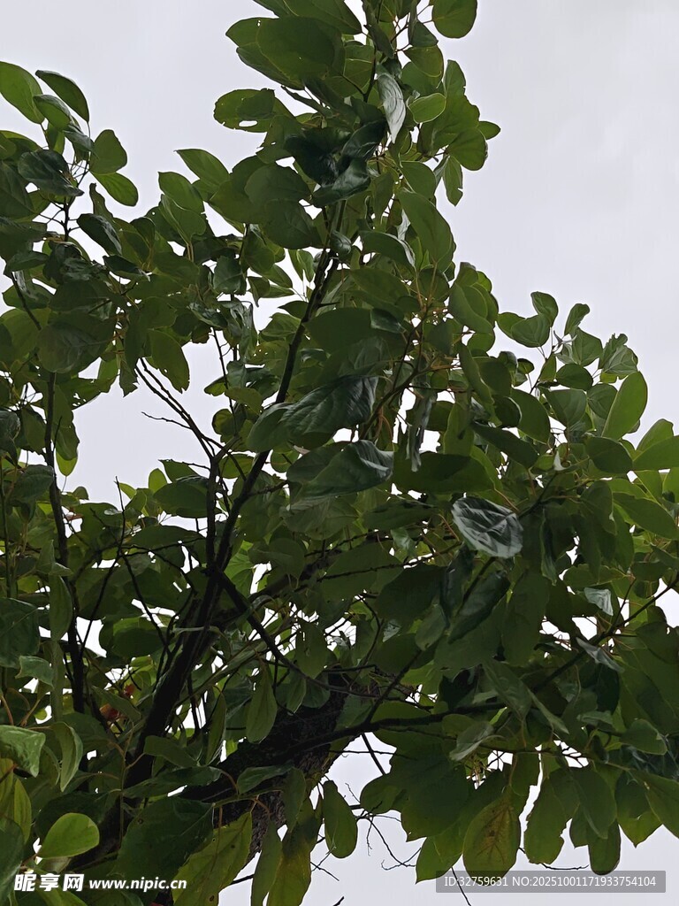 绿叶繁茂的树枝
