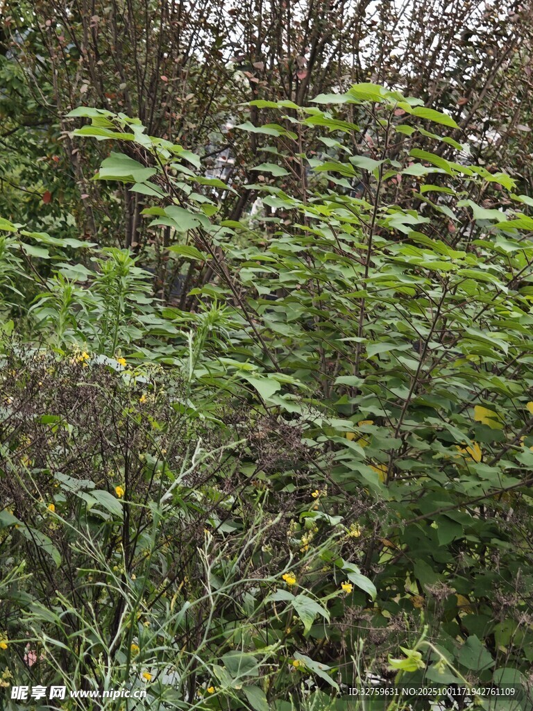 野外繁茂绿植景象