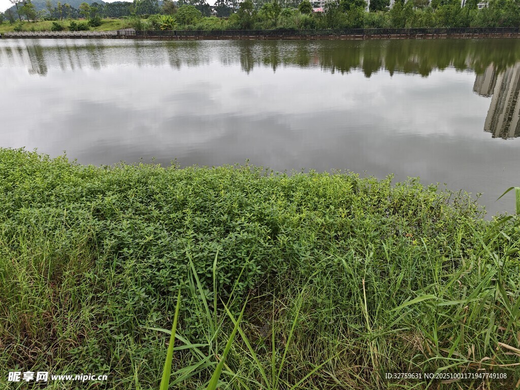 湖畔葱郁草地