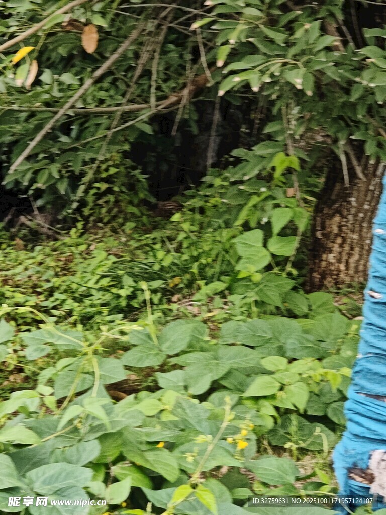 人于绿植环绕的自然场景