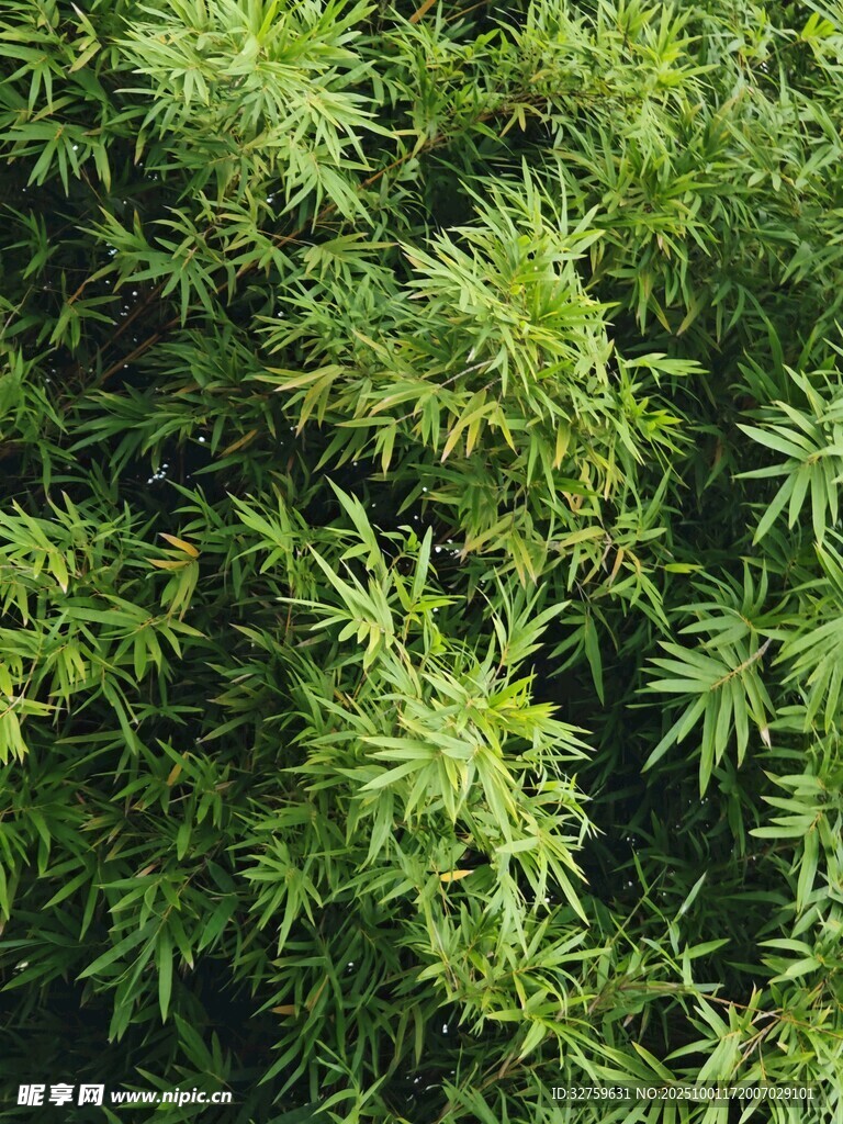 翠绿繁茂的植物枝叶