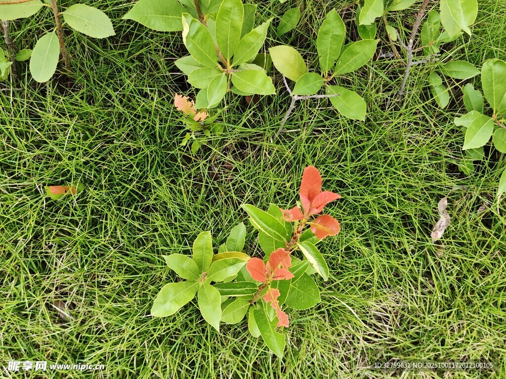 绿草间的几株红色植物