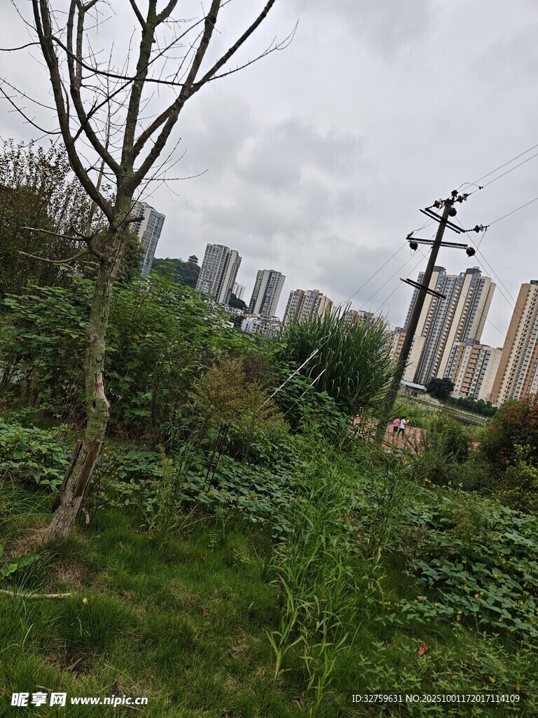 城郊荒野中的草木与建筑