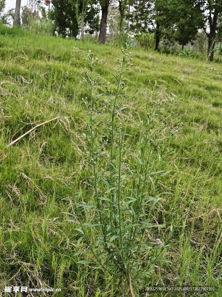绿意盎然的草地景观