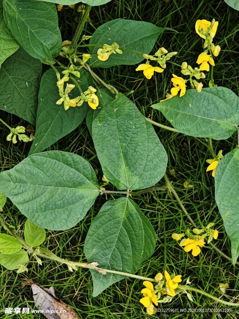 绿叶间的黄色小花