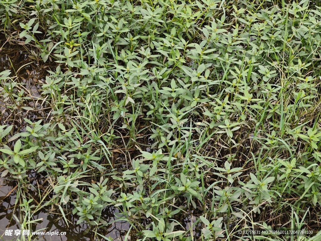 茂盛的绿色植物景观