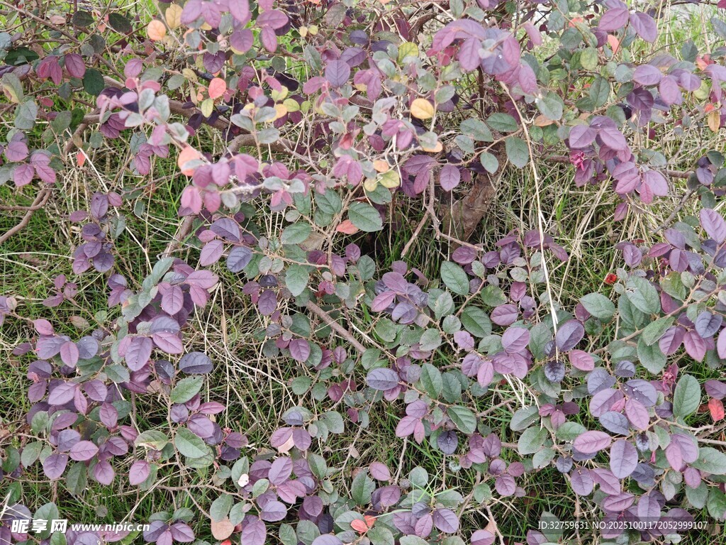 紫色花卉植物特写