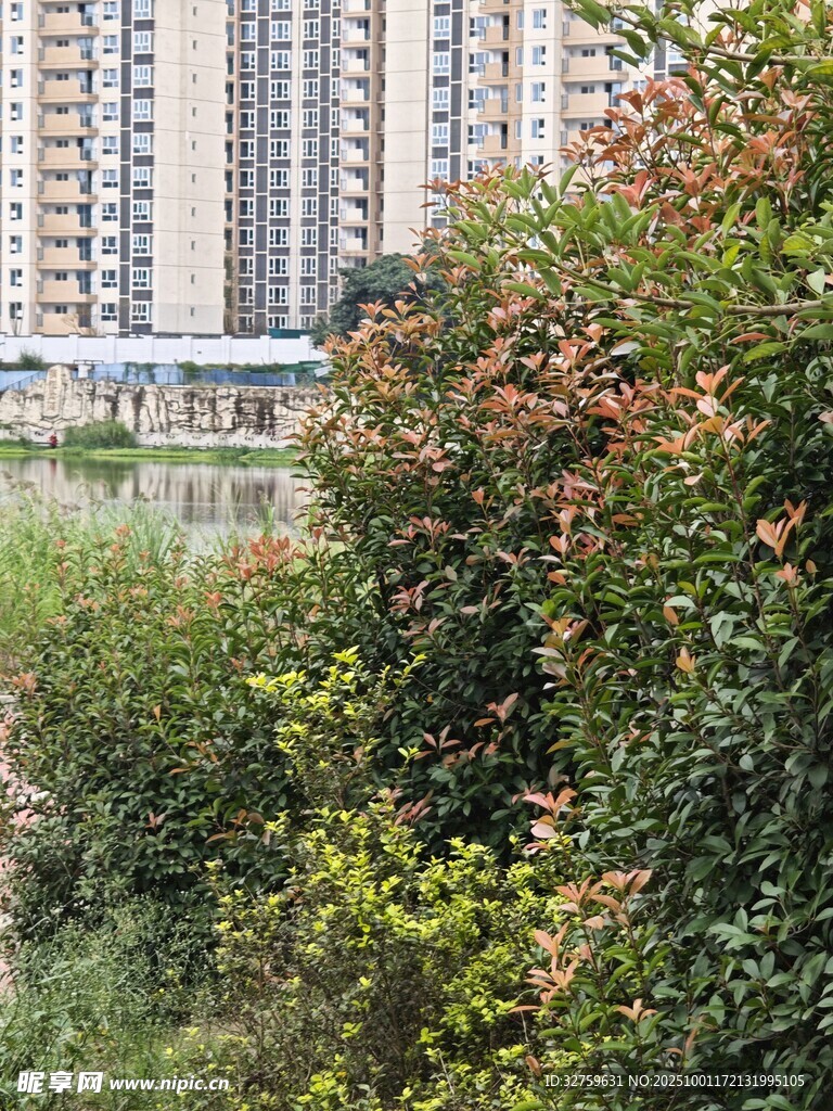 城市中繁茂绿植景观