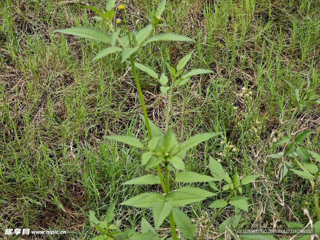 野外生长的绿色植物