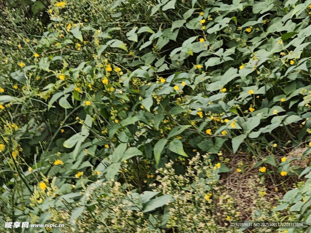 田间繁茂的绿色植物景观