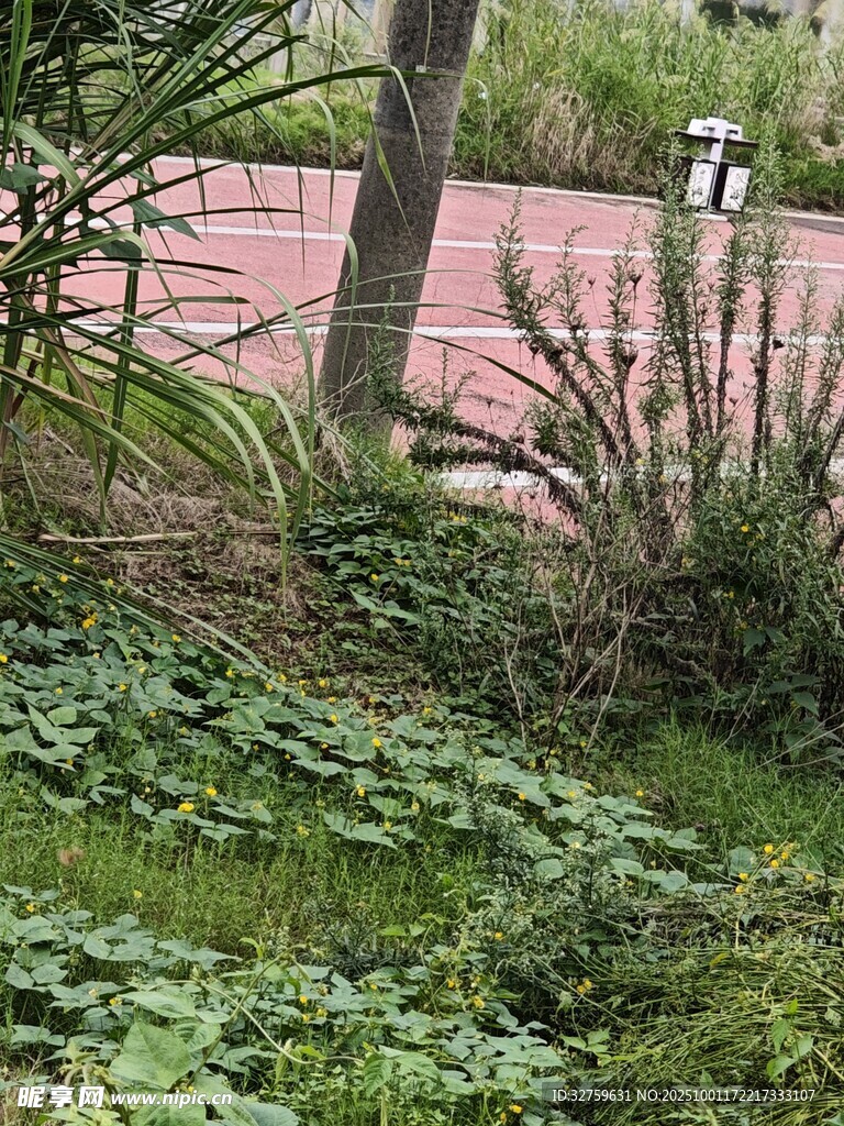 庭院绿植景观一角