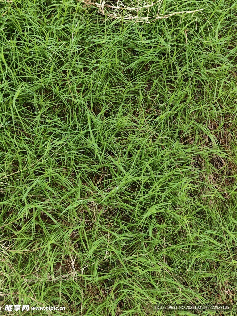 翠绿草地纹理特写