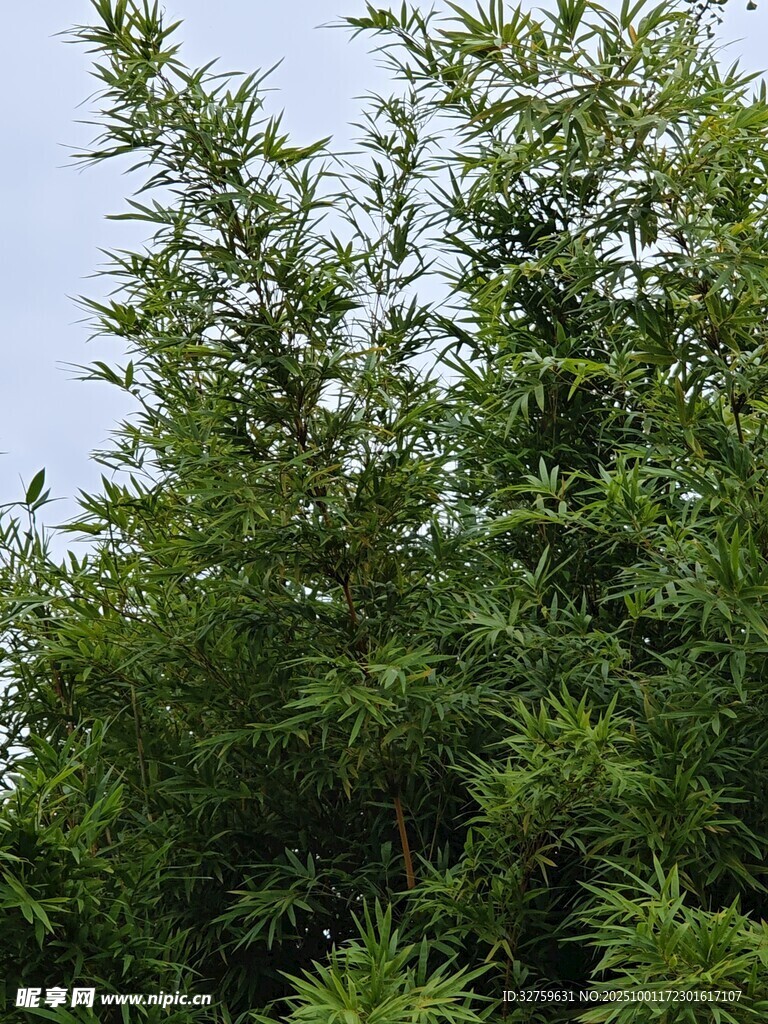 翠绿竹林景致