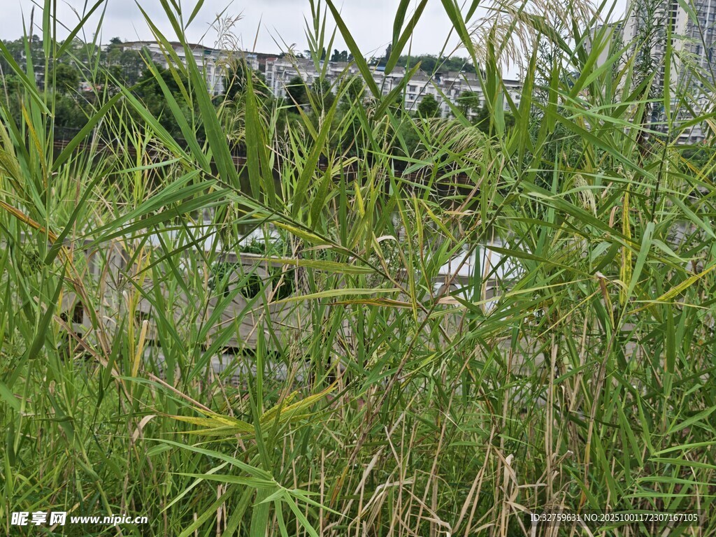 野外茂盛的绿色芦苇景观