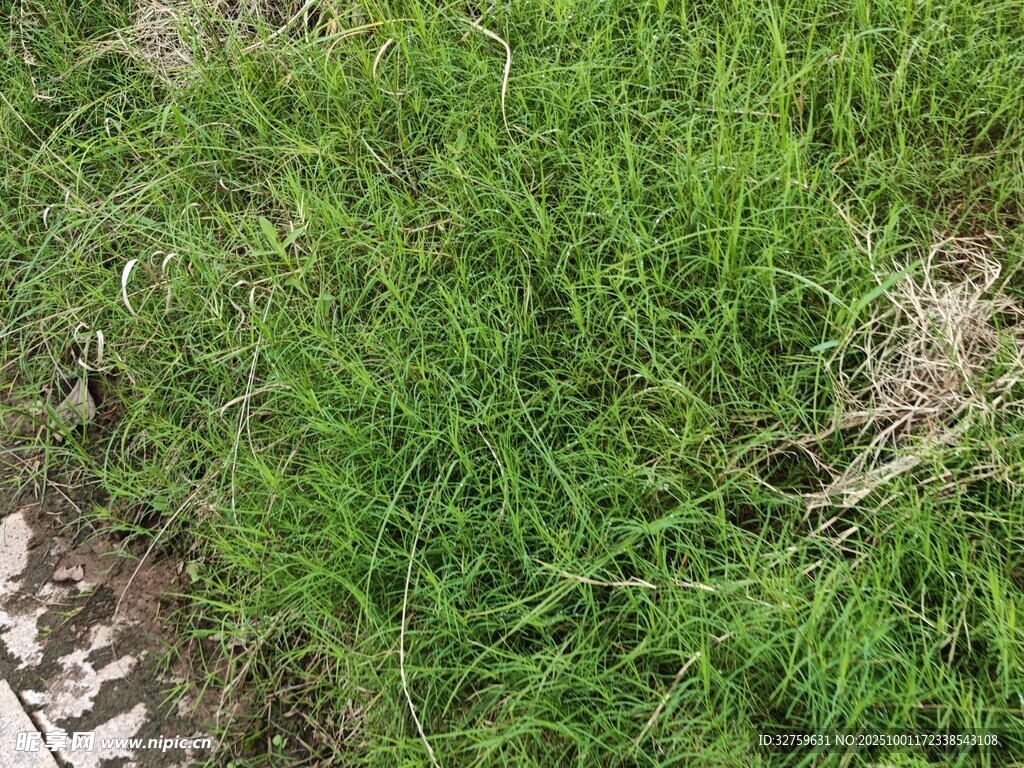 翠绿草地近景
