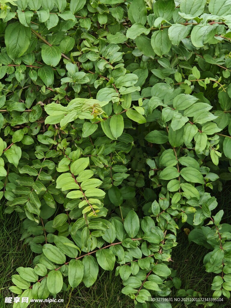 翠绿繁茂的植物叶片