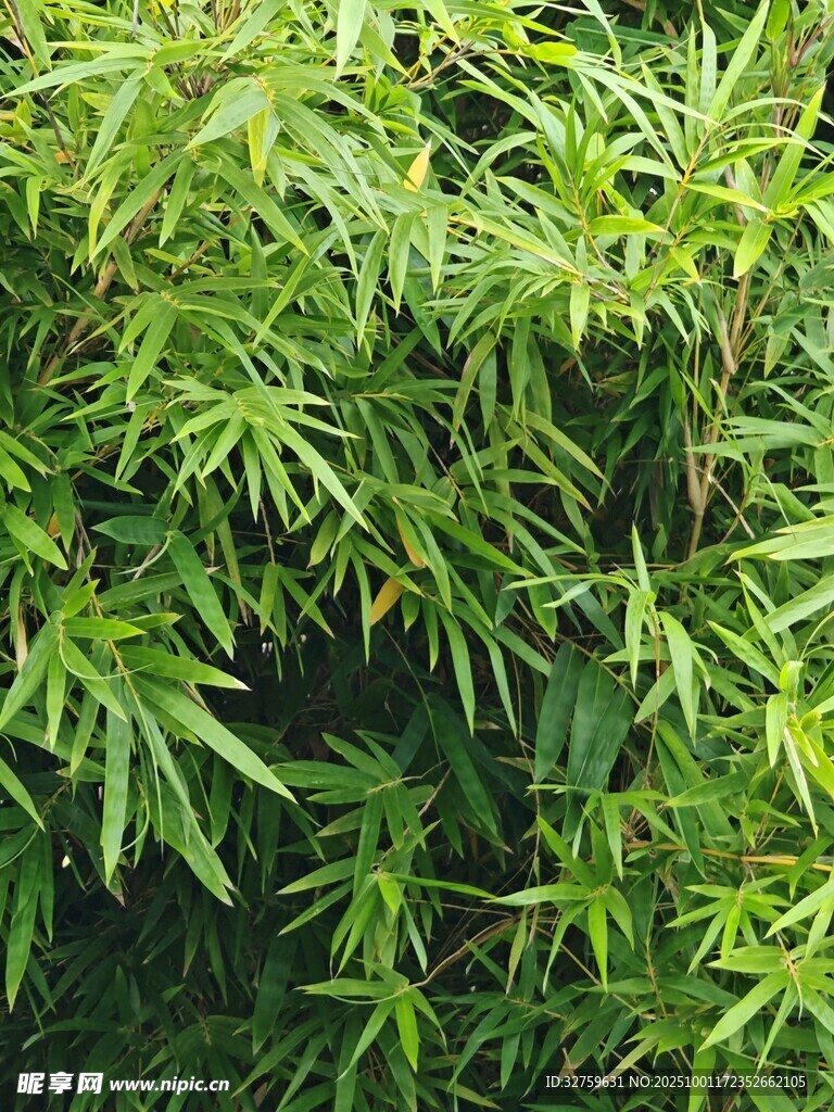 翠绿竹林景致