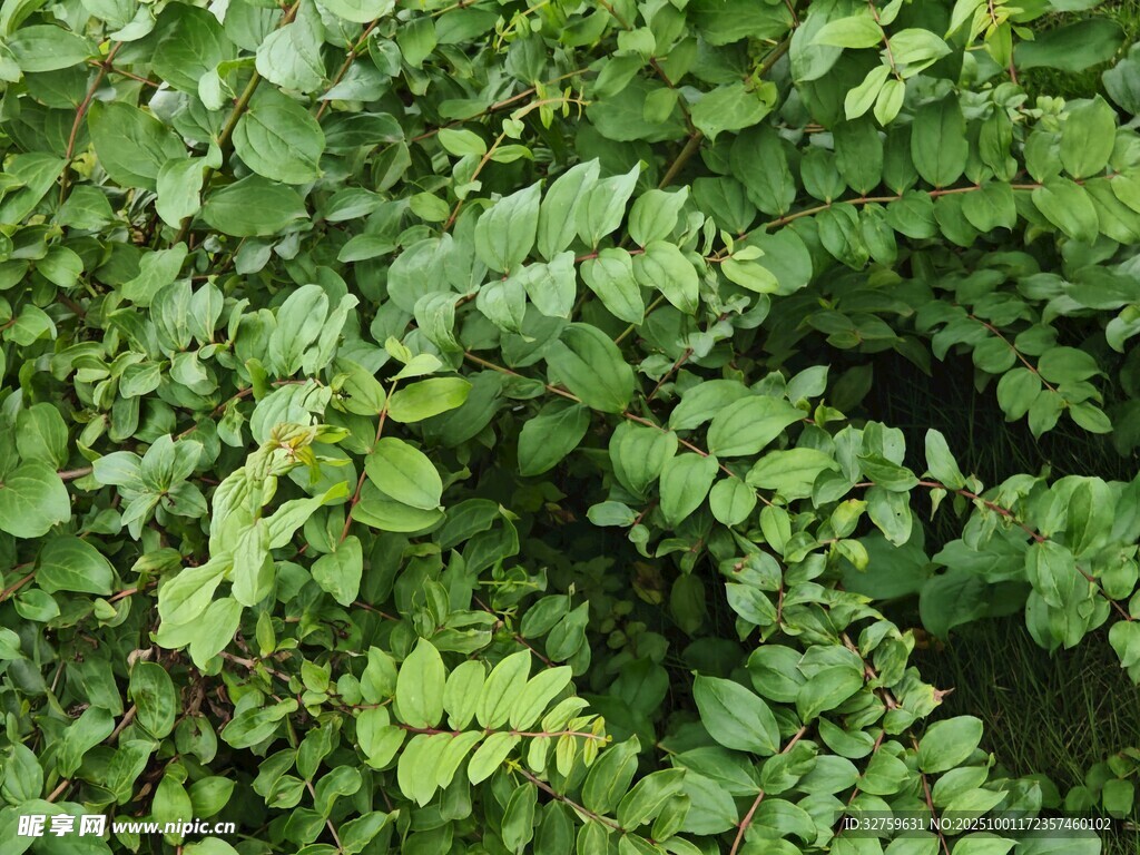茂密绿植景观