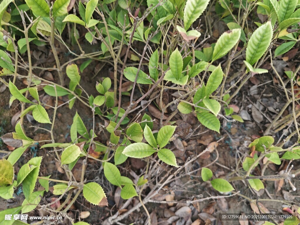 绿叶繁茂的地面植物景观