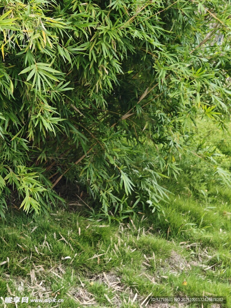 茂密绿植下的草地景象
