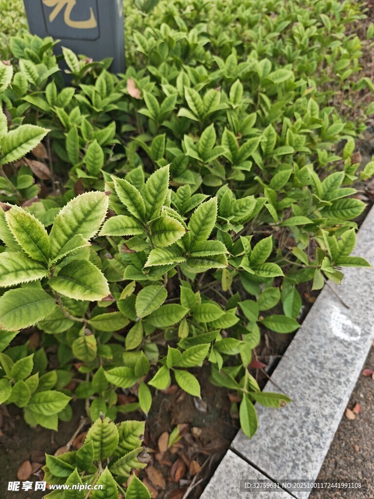 路边绿植景观