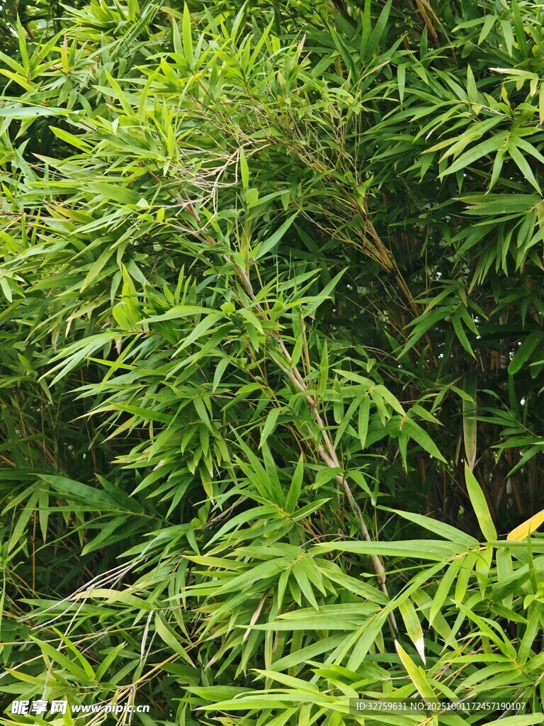 翠绿繁茂的竹子植物景观