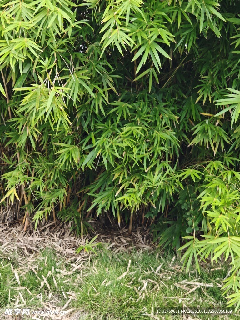 翠绿繁茂的枝叶景观