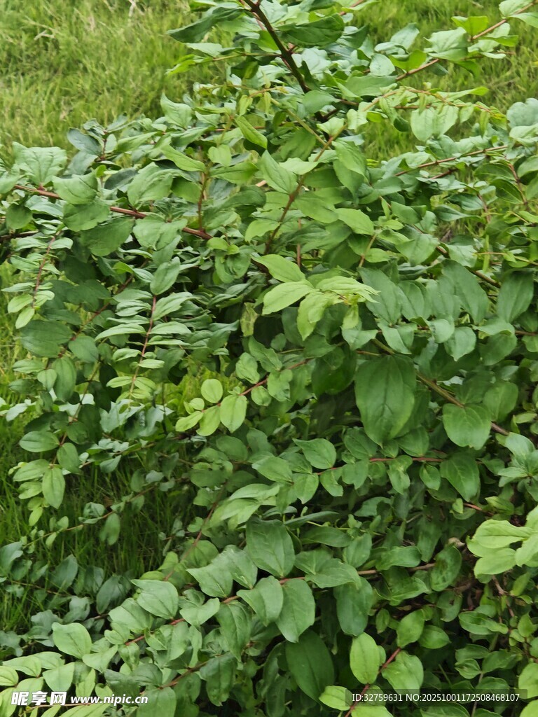 茂密绿植