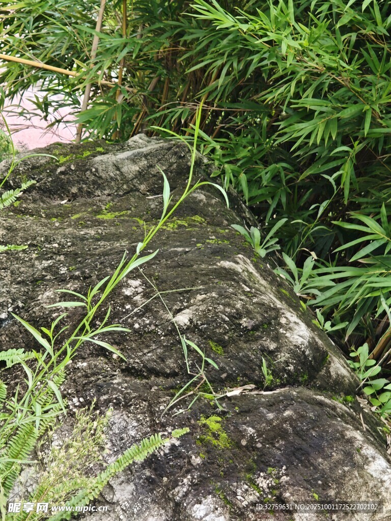 石上青苔伴绿意盎然