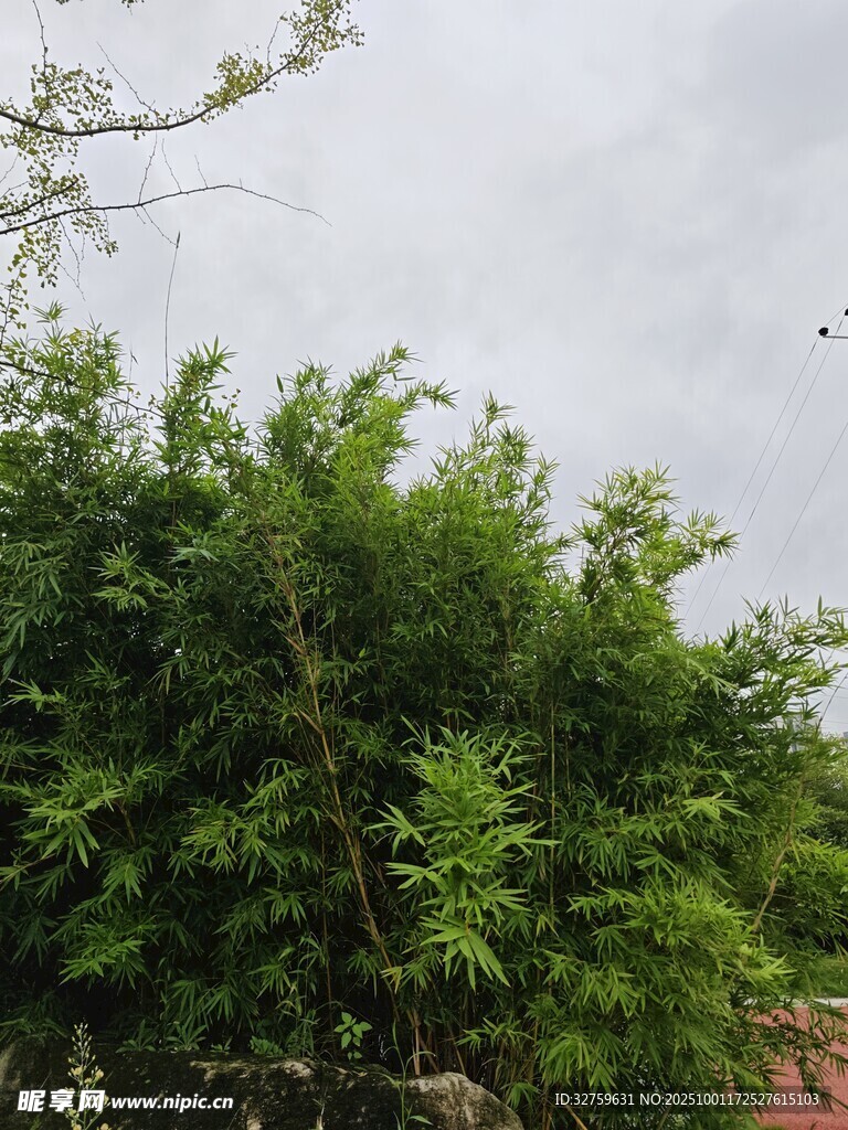 繁茂绿植