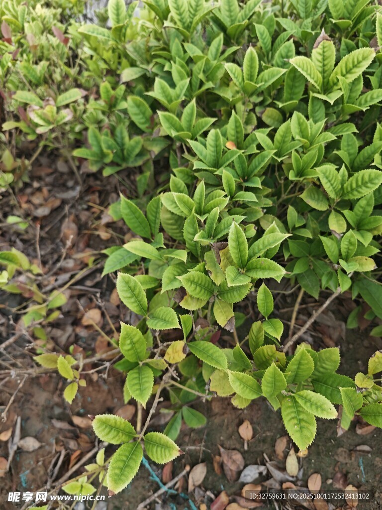 绿叶植物特写