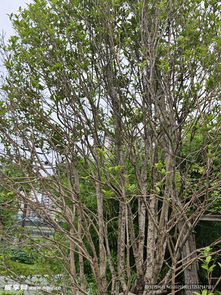 茂密树林中的繁茂枝干