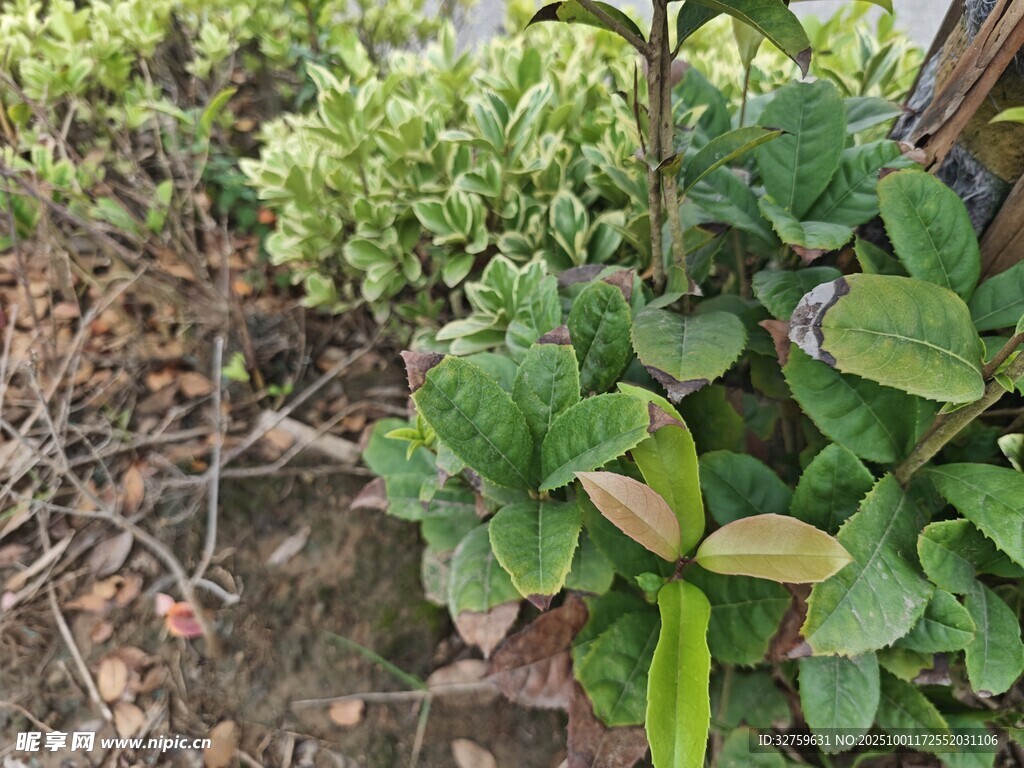 绿叶植物特写