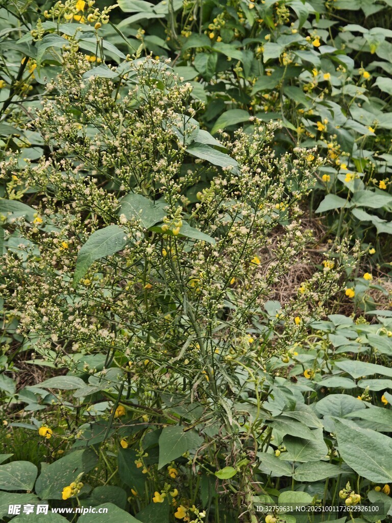 生长中的绿色植物植株