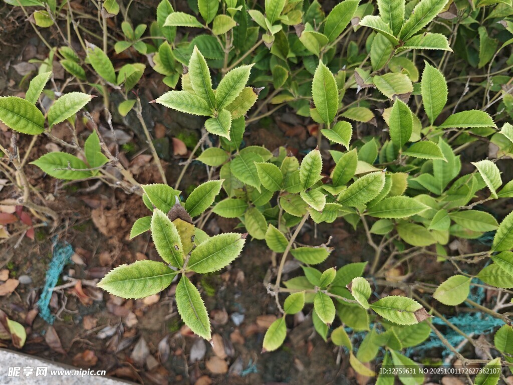 嫩绿植物生机盎然的景象