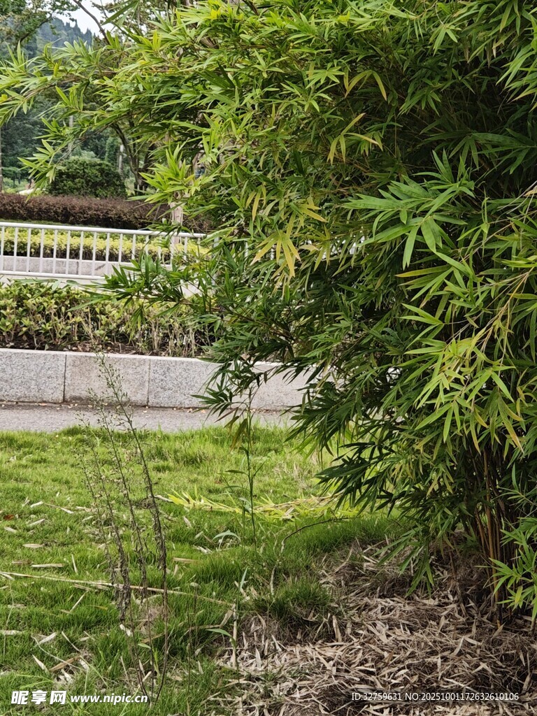 路边绿植景观
