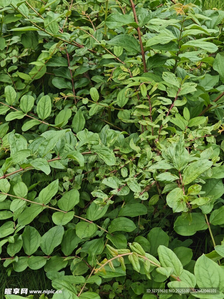 茂密绿叶植物景观