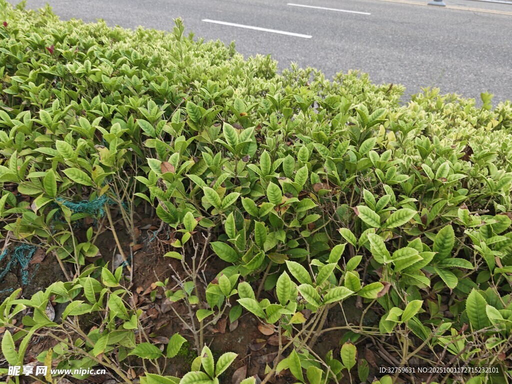路边翠绿灌木丛