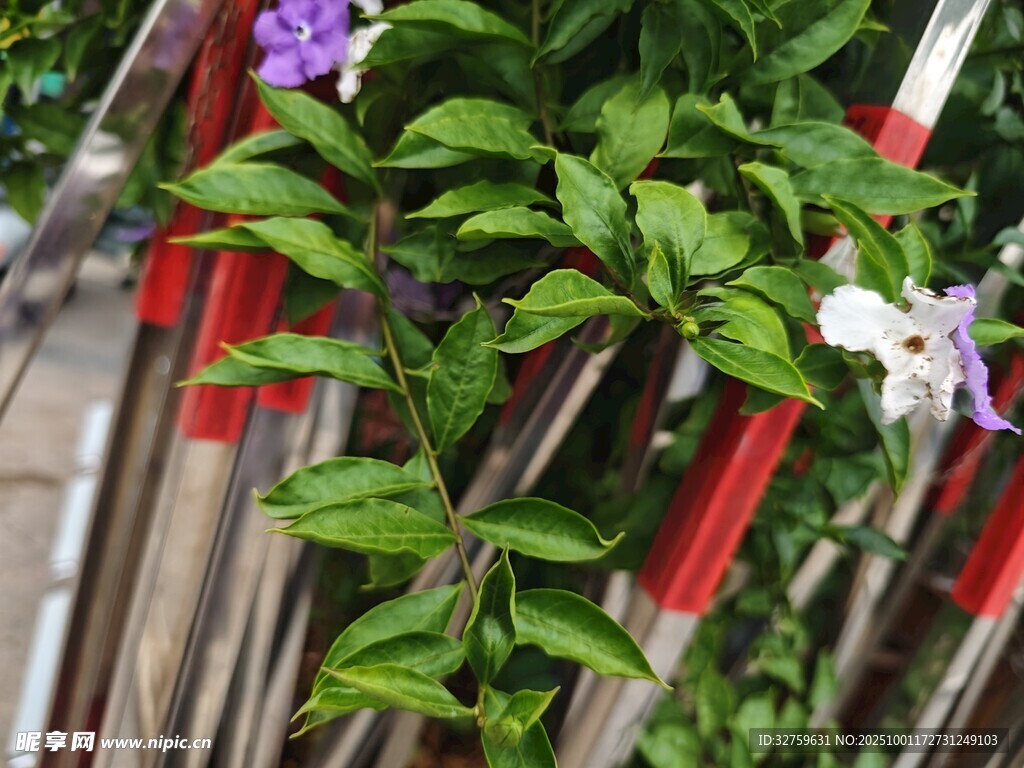栅栏边的多彩花卉植物