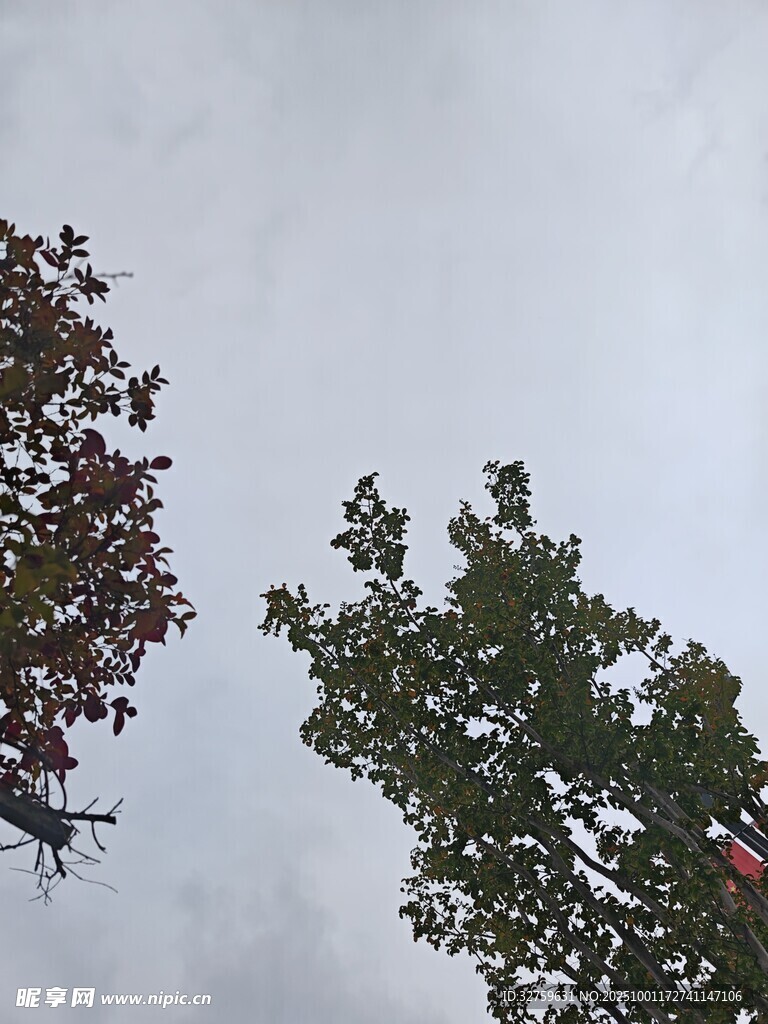 树梢上的天空与多彩树叶