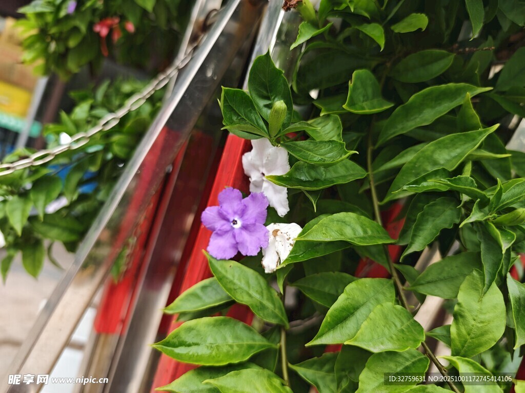 绿叶间绽放的紫白花朵