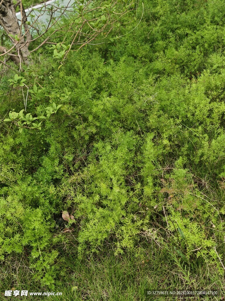 翠绿繁茂的地面植物景观