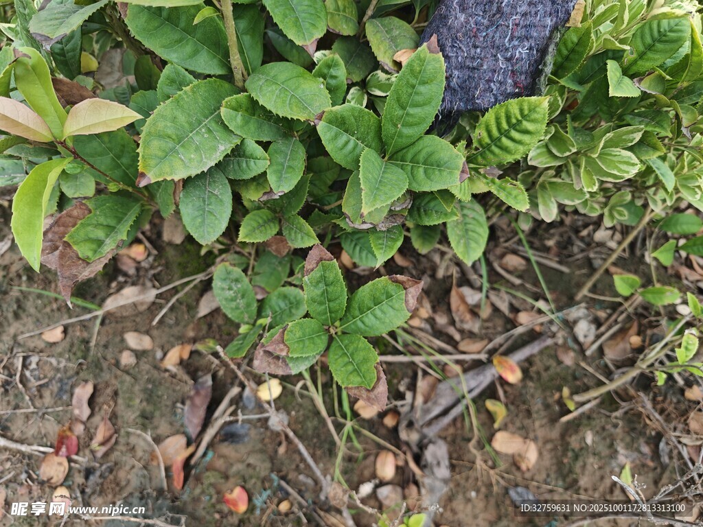 地面绿植与枯叶景象