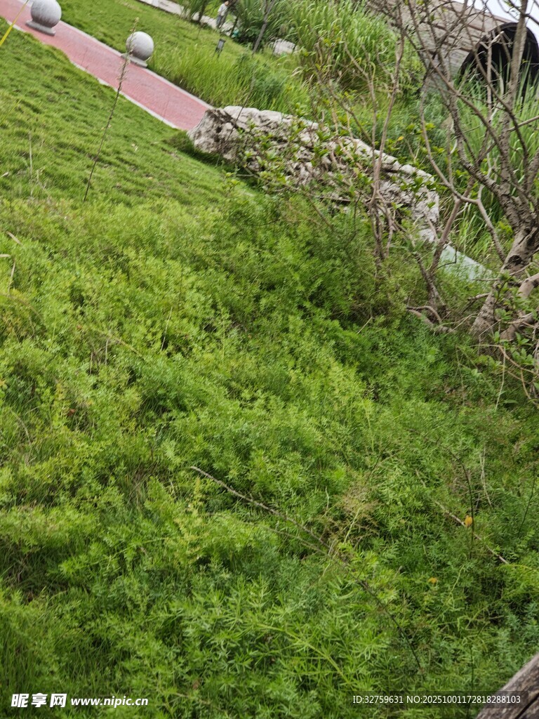 绿意盎然的户外草地景观