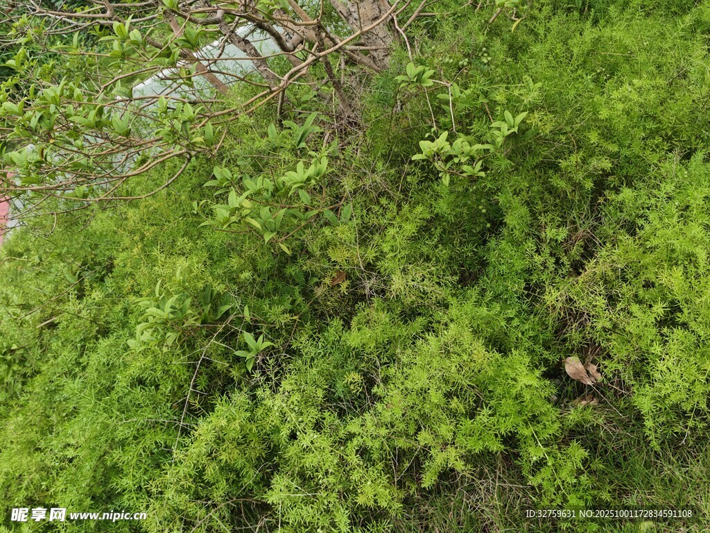 繁茂绿植景观