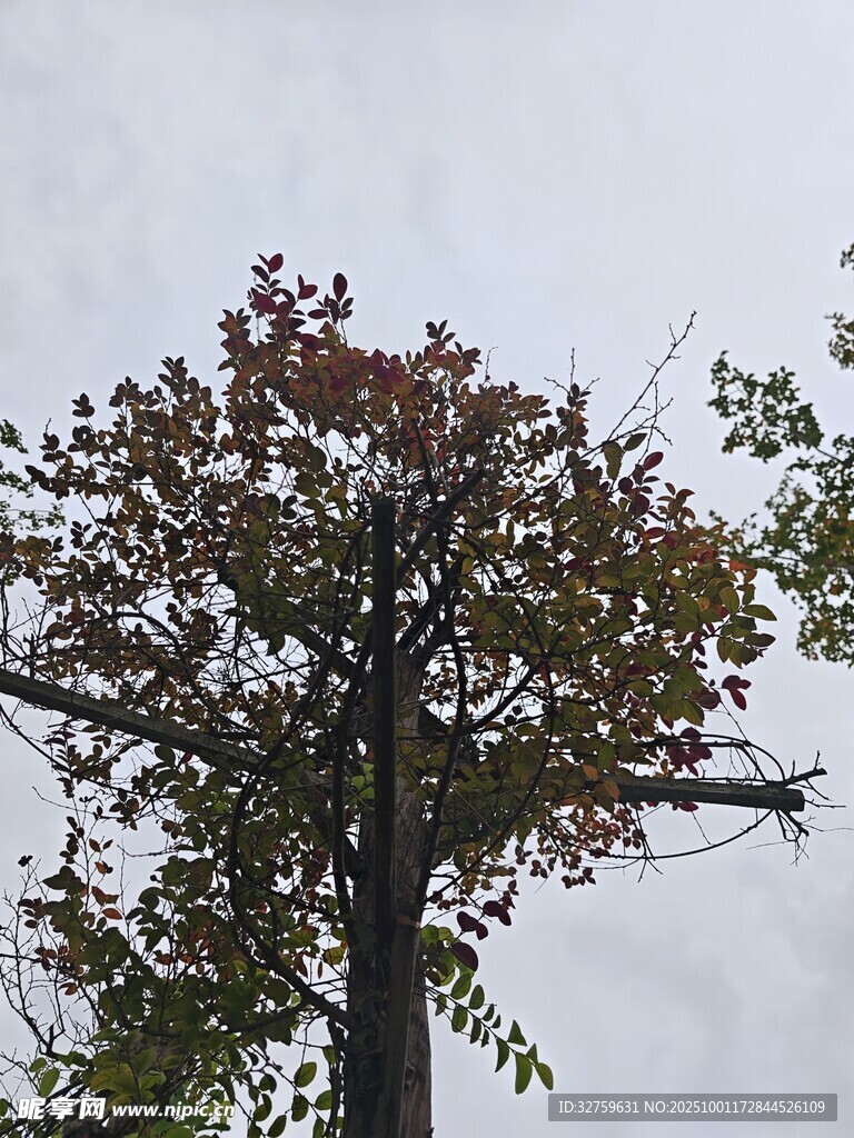 秋日孤树