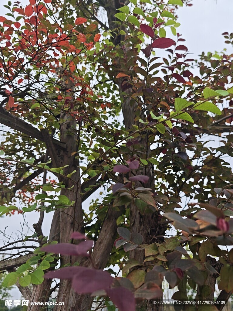 多彩树叶装点的繁茂树木