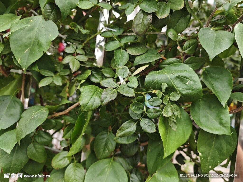 绿叶繁茂的绿植景象