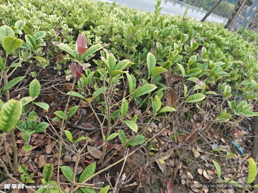 绿叶繁茂的地面植物景观